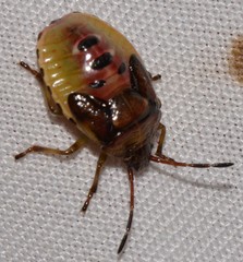 Elasmostethus interstinctus