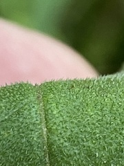 Helianthus schweinitzii