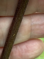 Helianthus schweinitzii