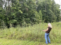 Helianthus schweinitzii