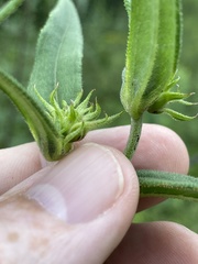Helianthus schweinitzii