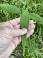 Helianthus schweinitzii