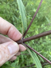 Helianthus schweinitzii