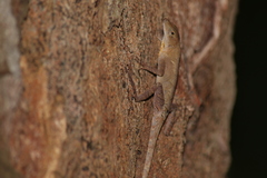 Anolis tropidonotus