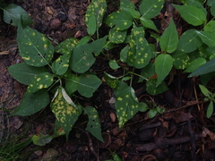 Puccinia circaeae