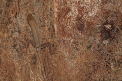 Anolis tropidonotus