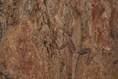 Anolis tropidonotus
