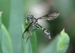 Eosalpingogaster