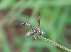 Eosalpingogaster