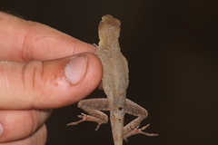 Anolis tropidonotus