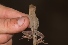 Anolis tropidonotus