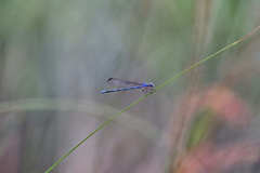 Argia nahuana