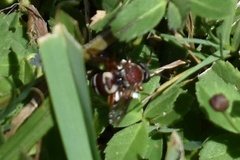 Triepeolus rufithorax