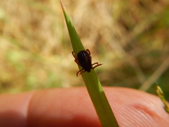 Rhipicephalus sanguineus