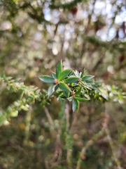 Leptospermum squarrosum