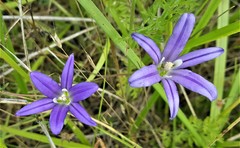 Brodiaea elegans hooveri