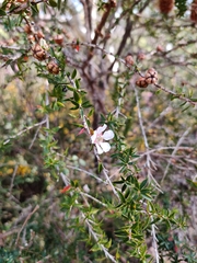 Leptospermum squarrosum