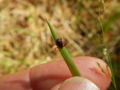 Rhipicephalus sanguineus