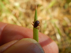 Rhipicephalus sanguineus