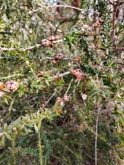 Leptospermum squarrosum