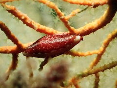 Simnia spelta