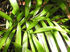 Zamia prasina