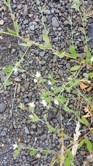 Acmispon americanus americanus