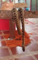 Leptodeira ashmeadii