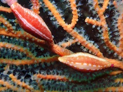 Simnia spelta