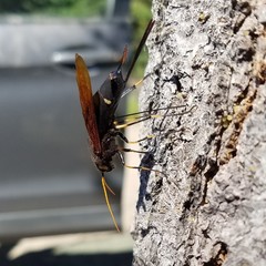 Urocerus californicus