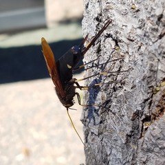 Urocerus californicus