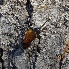 Urocerus californicus