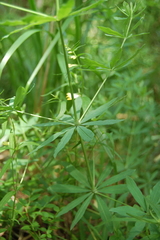 Galium intermedium