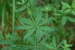 Galium intermedium