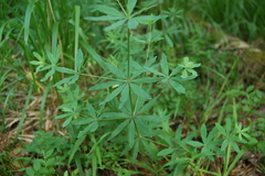 Galium intermedium