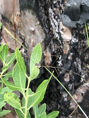 Leiobunum bimaculatum