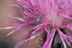 Phthiriinae
