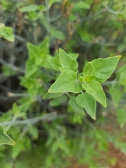 Justicia californica