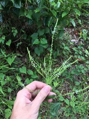 Verbena scabra