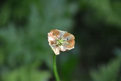 Trollius