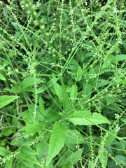 Verbena scabra