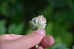 Trollius