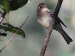 Empidonax difficilis