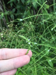 Verbena scabra