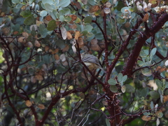 Empidonax difficilis