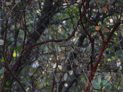 Empidonax difficilis