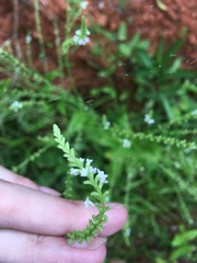 Verbena scabra
