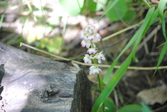 Pyrola asarifolia