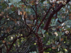 Empidonax difficilis