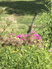 Pachydiplax longipennis